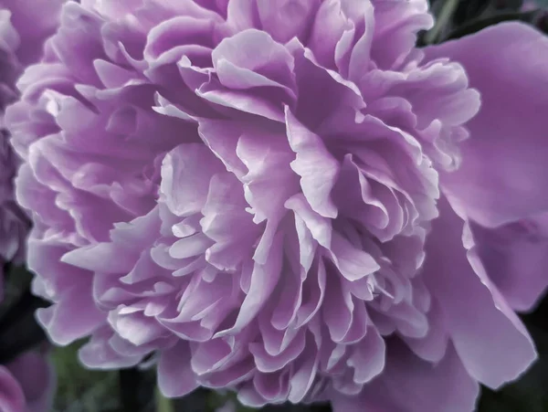 Hermosa Peonía Rosa Grande Que Florece Jardín Fotografiada Por Primer — Foto de Stock