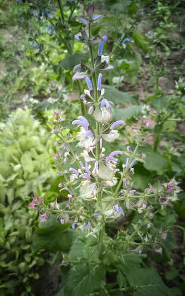 Salbei-Heilpflanze im Garten auf einem Blumenbeet — Stockfoto