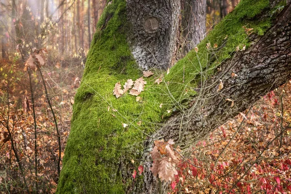 Tronc Vieil Arbre Dans Forêt Automne Couvert Mousse Verte — Photo