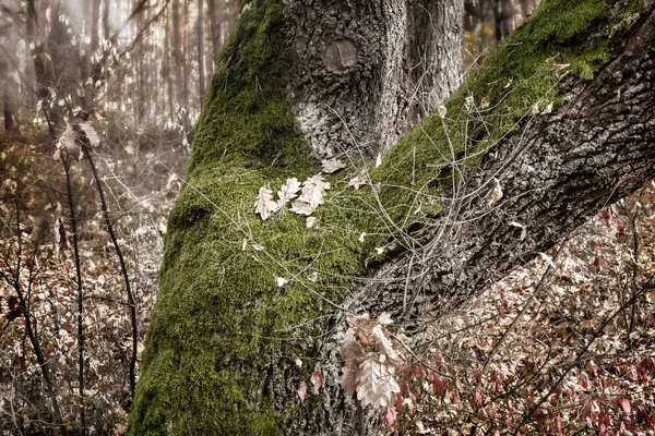Egy Öreg Törzse Őszi Erdőben Zöld Mohával Borítva — Stock Fotó