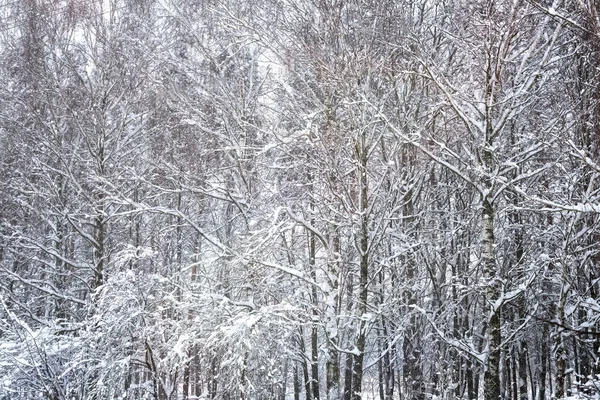 Vinterlandskap med träd i tjock frost. — Stockfoto