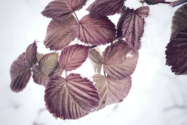 La prima neve pesante sui rami dei cespugli. — Foto Stock