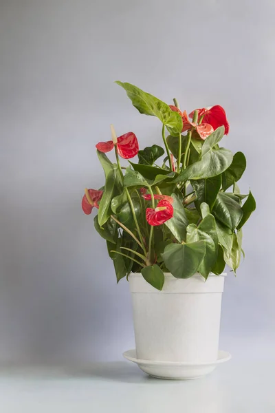 On the table in a flower pot grows a beautiful indoor Anthurium flower with bright red flowers. Front view, copy space