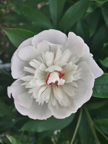 Hermosa flor de peonía blanca entre hojas verdes — Foto de Stock