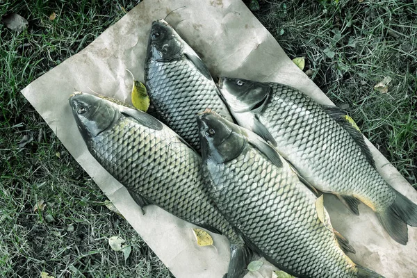 Kağıt Üzerinde Çimenlerin Üzerinde Nehre Yakalanmış Büyük Taze Sazan Balığı — Stok fotoğraf