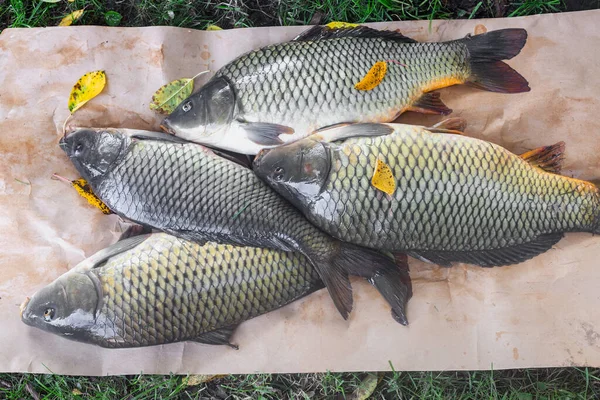 Trávě Papíře Velký Čerstvý Kapr Chycený Řece Pohled Shora — Stock fotografie