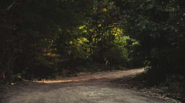 Yaz günü, ormandaki yol      