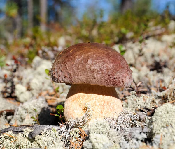 Svamp i skogen. — Stockfoto