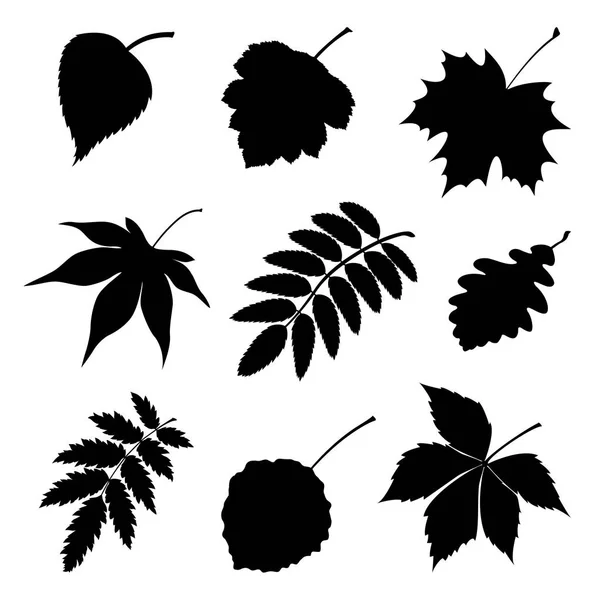 Set of silhouette leaves. — Stock Vector