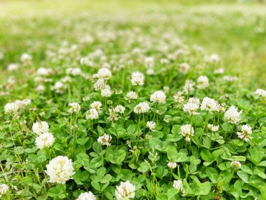 Taze beyaz çiçekler ve yeşil çimenler ile yeşil güneşli çayır.