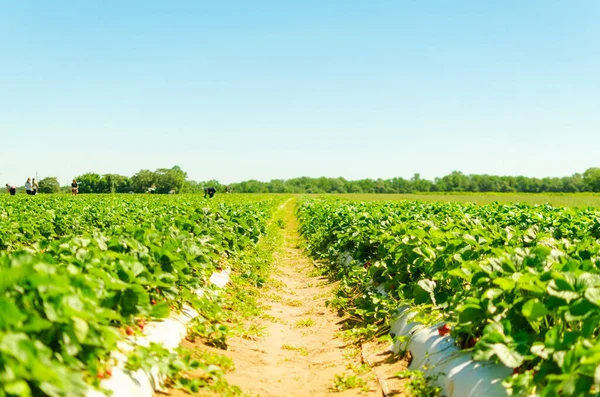 Vasta Fresca Recoger Propio Carril Fresas Parche Campo Granja Junio —  Fotos de Stock