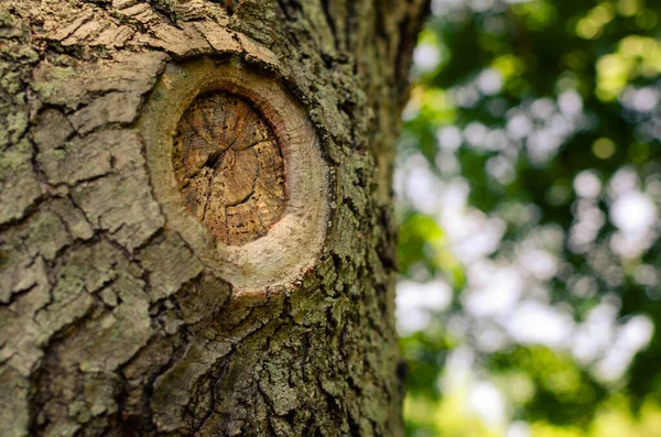 Bakgrund Skärmsläckare Träd Fälld Gammal Gren Ett Träd — Stockfoto