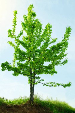 Genç yeşil ağaç baharda tepede