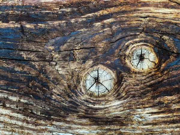 Unfinished Burnt Wooden Log Cut Half Visible Circles Lines — Stock Photo, Image