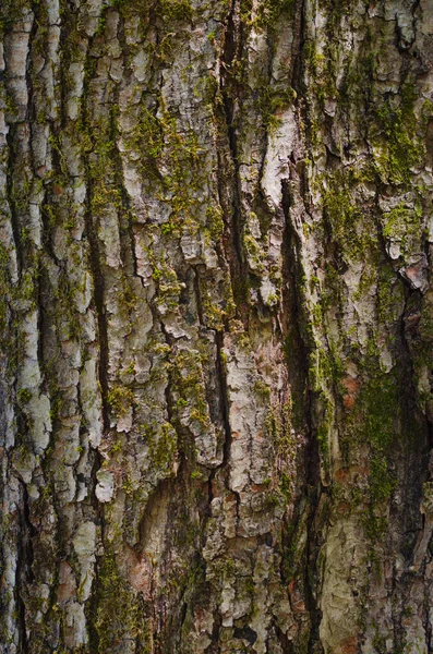 Fondo Corteza Árbol Con Musgo Día Soleado — Foto de Stock