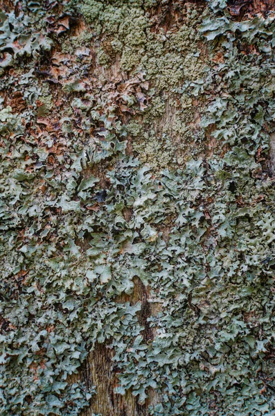 Background Mushroom Wood Texture Mushroom Afternoon — Stock Photo, Image