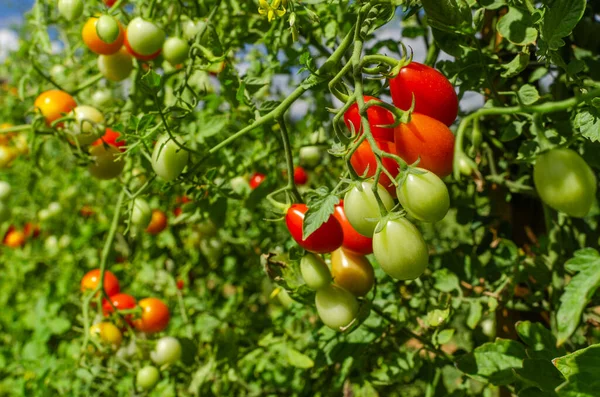 Tomatoes Farmer Raw Bush Tomatos — Stock Photo, Image