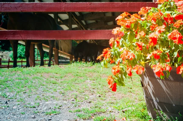 乗馬センターの木製バケツの花 — ストック写真