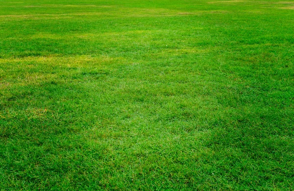 緑の夏草の背景 — ストック写真
