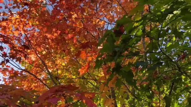 Árvore Bordo Outono Com Folhas Bordo Amarelas Vermelhas Verdes — Vídeo de Stock