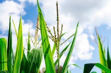 Mavi gökyüzüne karşı tarlada mısır yaprakları