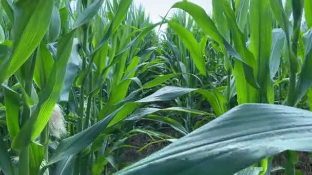 Zöld Kukoricamezőn Sorok Közötti Mozgás — Stock videók
