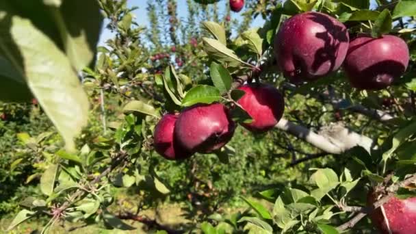 Κόκκινο Μήλο Φυτρώνει Κλαδί Μηλιά Κόκκινα Μήλα — Αρχείο Βίντεο