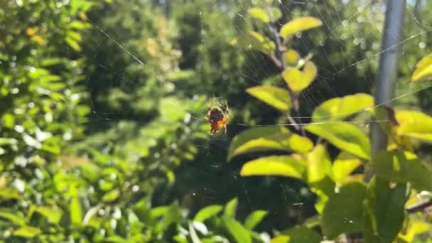 Une Araignée Est Assise Sur Une Toile Par Une Journée — Video