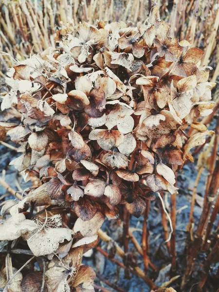 Getrocknete Große Blume Nahaufnahme — Stockfoto
