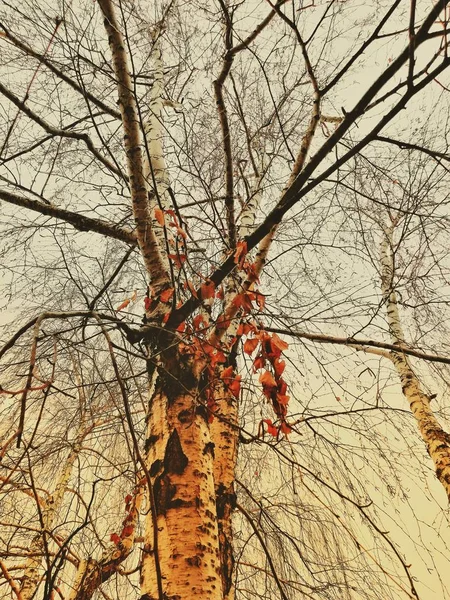 Träd Med Röda Löv Björk Trädgrenar Vintern Björk Trädgrenar Vintern — Stockfoto