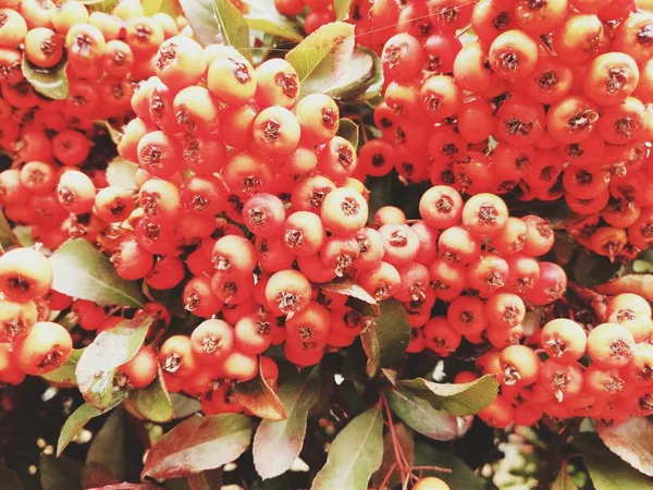 beautiful pattern of red berries,red berries of viburnum on a branch