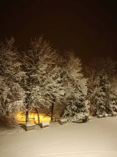 Noite Tudo Está Coberto Neve Árvore Neve Fundo Abstrato Cenas — Fotografia de Stock