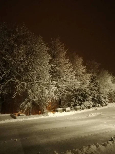 Árvore Neve Fundo Abstrato Textura Árvores Cobertas Neve Noite Noite — Fotografia de Stock