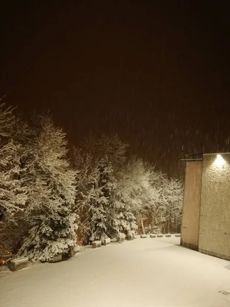 Árvore Neve Fundo Abstrato Textura Árvores Cobertas Neve Noite Noite — Fotografia de Stock