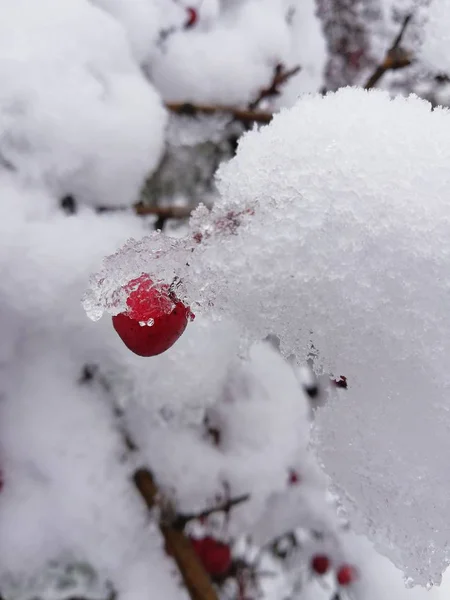 Ornamental Bush Beautiful Red Berry Covered Snow Ice Cold Days — Stock Photo, Image