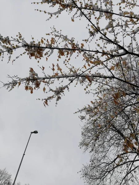 Gren Med Torra Löv Och Snö Täckt Med Snö Bakgrunden — Stockfoto