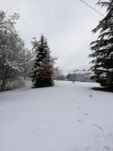 Árvore Alta Árvore Ele Cobriu Neve Céu Azul Branco Fundo — Fotografia de Stock