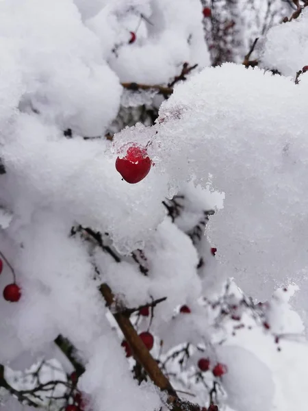 ornamental bush with beautiful red berry covered the snow and ice in the cold days of January,Winter detail with snow