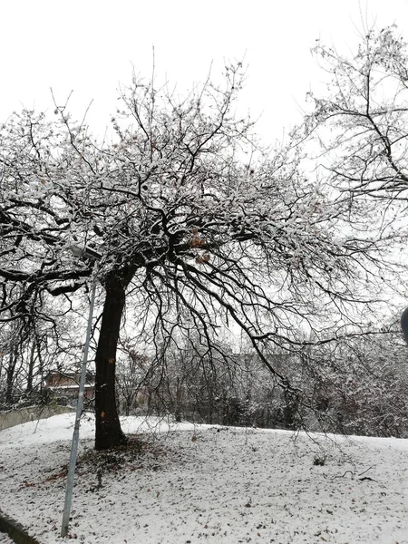 Зимовий Пейзаж Під Снігом — стокове фото