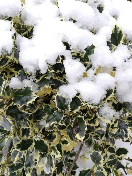 Folhas Brancas Verdes Bonitas São Cobertas Com Neve — Fotografia de Stock