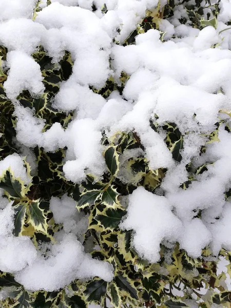 Folhas Brancas Verdes Bonitas São Cobertas Com Neve — Fotografia de Stock