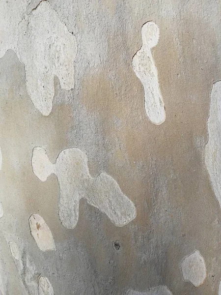 Φυσική Υφή Από Φλοιό Δέντρου Στο Όμορφο Χρώμα Της Άμμου — Φωτογραφία Αρχείου