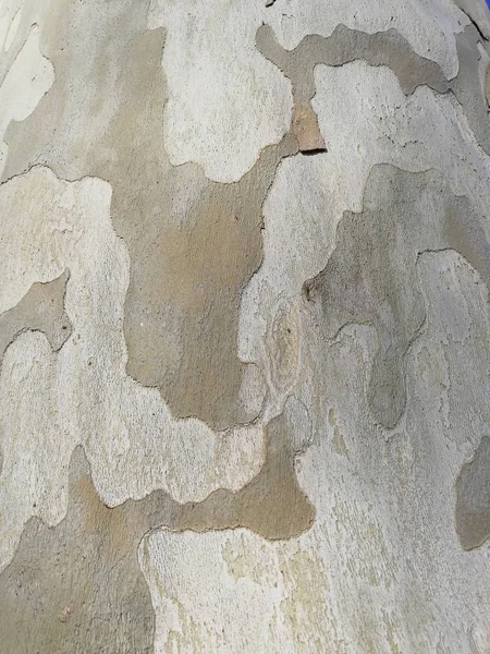 树皮在美丽的沙子颜色的自然纹理 理想的纹理织物 树皮关闭在灰色的阴影 — 图库照片