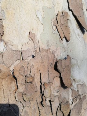  Kabuk yakın çekim gri tonlarında ağaç, ağaç çubuğunun doğal doku, ahşap pastoral doku doğal dokusuna kışın