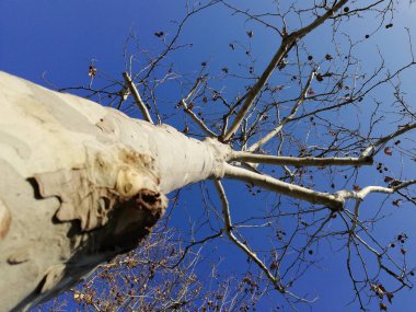 ağaç yakın çekim aşağıdan, kabuk yakın çekim gri tonlarında ağaç, ağaç çubuğunun doğal doku, ahşap pastoral doku doğal dokusuna kışın