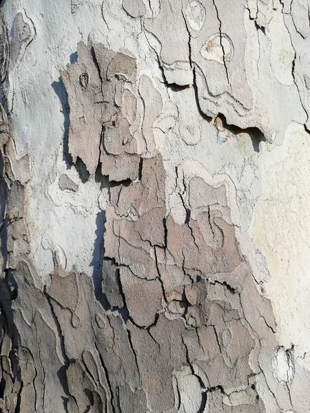 Casca Perto Nas Sombras Cinza Textura Natural Árvore Textura Natural — Fotografia de Stock