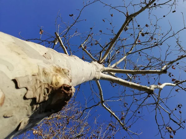 Träd Nära Upp Underifrån Bark Som Närbild Nyanser Grått Naturliga — Stockfoto