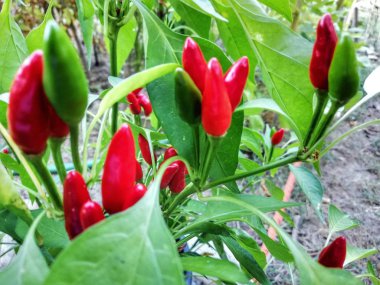 Beyaz arka planda yeşil yapraklı kırmızı biber buketi, pazarlar için klasik biber.