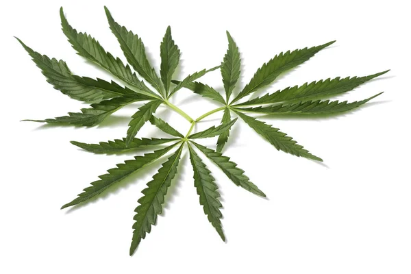 Cannabis Sativa Hojas Aisladas Sobre Fondo Blanco — Foto de Stock
