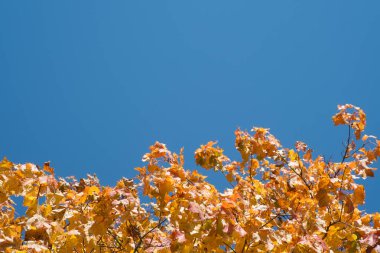 Sonbahar sarı akçaağaç mavi gökyüzüne karşı bırakır. Metin için boş yer.